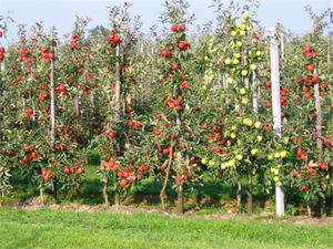 Kandıra`da Çiftçiye Meyve Fidanı Desteği