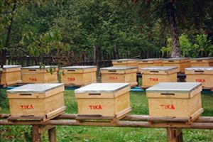 Eski Kovanlar, Arıları Öldürüyor, Bal Kalitesini Düşürüyor`