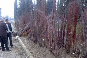 Iğdır`da Fidan Satış Yerleri Belirlendi