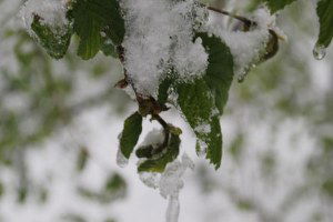 Ege Bölgesi`nde Üç Günük Zirai Don İkazı Yapıldı