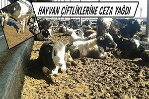 Hibeyi Alıp Hayvan Çiftliklerini Kapatmışlar