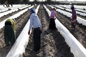 İlk Hasat Edilecek Yerli Karpuzun Fideleri Toprakla Buluştu