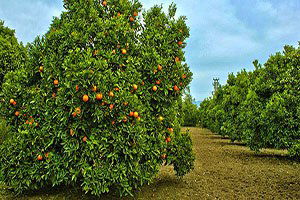 İstanbul`da Para Eden Portakal Antalya`da Dalında Çürüyor