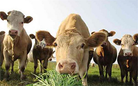 Kaba yem üretimi artırılmalı