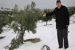 Saruhanlı`da Kar Zeytin Dallarını Kırdı
