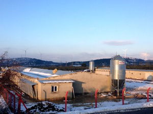 Kırkağaç`ta Kar Sebebiyle Yaklaşık 250 Bin Tavuk Telef Oldu