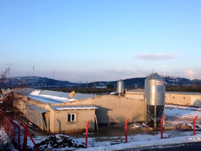 Kırkağaç`ta Kar Sebebiyle Yaklaşık 250 Bin Tavuk Telef Oldu