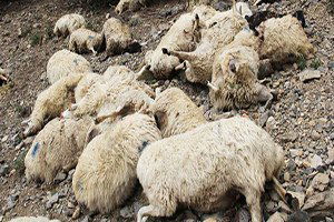 Konya`da kurtlar 25 koyunu telef etti