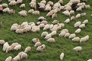 Batı Akdeniz Küçükbaş Hayvancılık Çalıştayı