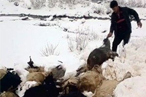 Kulp`ta Ahır Yıkıldı 21 Hayvan Telef Oldu