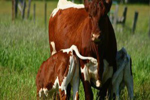 Manavgat`ta 607 Üretici Destekleme Başvurusu Yaptı