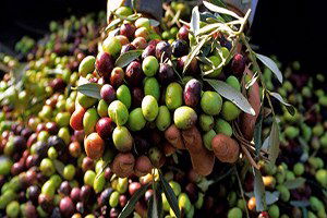 Marmarabirlik son dilimi bugün ödeyecek