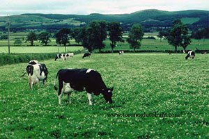 Meraları betonlaşma bekliyor