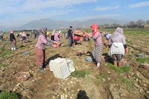 Ödemiş`te Tarlaları Don Vurdu, Patates Üreticisi Perişan