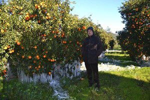 Ortaca, Köyceğiz ve Dalaman`da Zirai Don