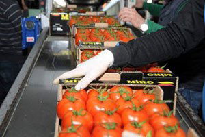 Antalya Hali`nde Kış Mesaisi