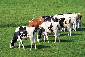 Samsun`da Hayvancılığa 7.9 Milyon Liralık Büyük Destek