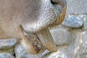 Güney Kore`deki Şap Hastalığı, Ülkenin İkinci Başkentine Sıçradı