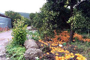 Sebzeye Don ve Sel Zammı