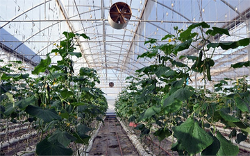 Bozyazı`da Meyve ve Sebze Seralarını Don Vurdu