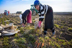 Suriye ve Irak`taki iç karışıklıklar havuç üreticilerini de vurdu
