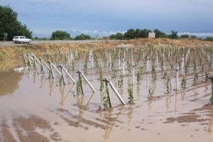 Tarım Arazilerinde Yağış Bereketi
