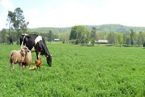 Trakya`nın Tarım ve Hayvancılık Sektörüne Katkısı