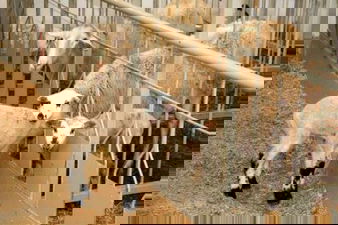 Türkiye`nin İlk Romanov Koyunları Üreticinin Yüzünü Güldürüyor