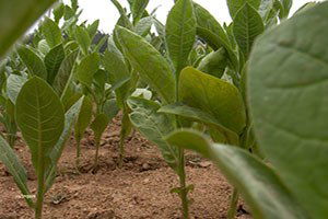 ABD ve İran Tütün İhracatına Rekor Kırdırdı