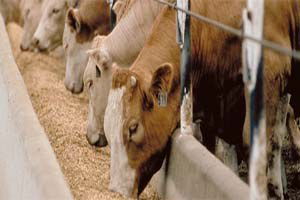 Üreticilerden sağlıksız et uyarısı