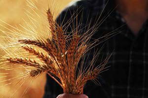 Uşak`ın 2014 Yılı Tarımsal Faliyetleri