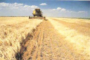 Tarımda Üretici ve Üretim Yaptıranlara Faiz İndirimli Kredi Verilecek