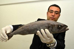 Zehirli Okyanus Balığı Mersin Körfezi`nde!