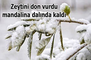 Ege`de mandalina ve zeytin dona kaldı