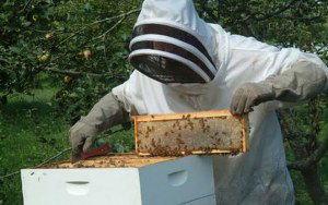 Ahlat`ta Arıcılık Kursu