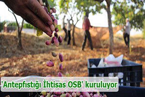 Gaziantep`te `Antepfıstığı İhtisas OSB` kuruluyor