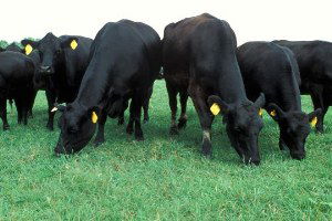 Avrupa`dan 800 Baş Damızlık Satın Alınacak