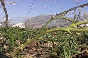 Silifke`de Seraları Hortum Vurdu