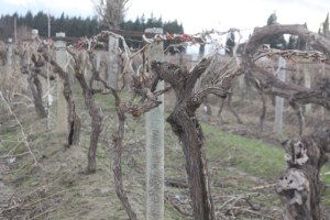 Üzüm Üreticilerine Sigorta Uyarısı