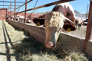 DAP Kapsamında Besicilere Destek Sunulacak