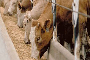 Canlı hayvan ihracatı 2 katına çıktı