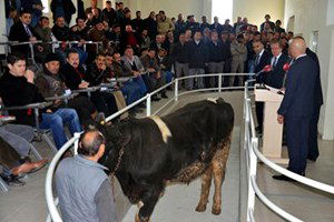 Denizli Canlı Hayvan Mezat Salonu`nda İlk Hayvan Satıldı