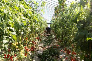 Domates Üreticide 1 Lira, Markette 5 Lira