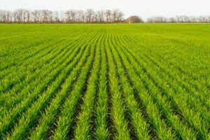 FAO: Kış Tahılları Umut Vaat Ediyor