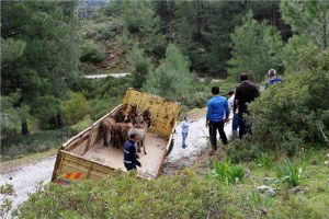 Marmaris`te Eşek Krizi