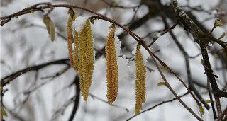 Fındıkta `Don` Endişesi