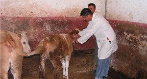 Sorgun`da 29 Bin 700 Büyükbaşa Şap Aşısı Yapılacak