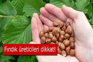 Fındık üretilecek yerler belirlendi
