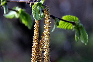 Fındıkta `Yalancı Bahar` Korkusu