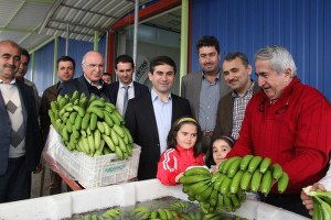 Hatay`da Yılın İlk Muz Hasadı Yapıldı